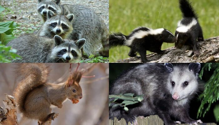 Wildlife Removal & Relocation