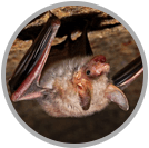 Bat Removal