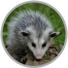 Possum Removal