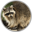 Raccoon Removal