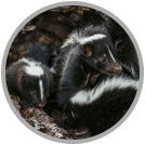 Skunk Removal
