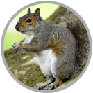 Squirrel Removal