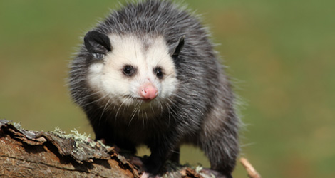 Possum Removal & Control Services