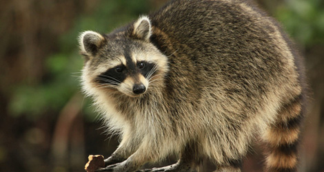 Raccoon Removal & Control Service