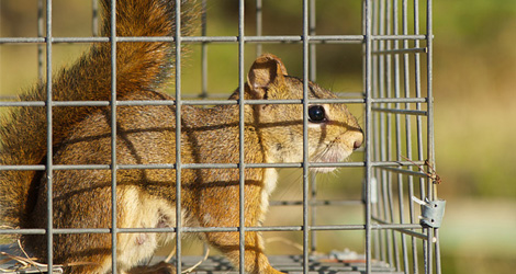 Squirrel Control