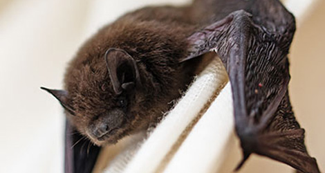 Bat Control & Exclusion