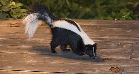 Skunk Control & Removal Service