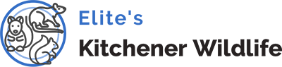 Kitchener Wildlife – Wildlife Removal Kitchener and Waterloo