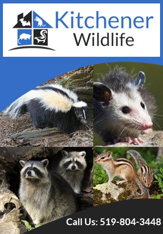 Kitchener Wildlife