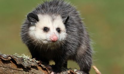 Possum Removal & Control