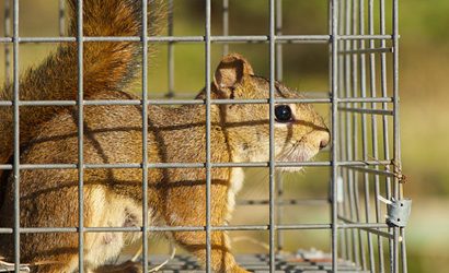 Squirrel Control