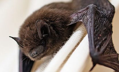 Bat Control & Exclusion