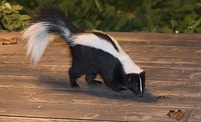 Skunk Control & Removal Service